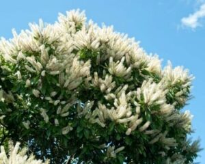 The Buckinghamia 'Ivory Curl Tree' in a 12" pot showcases clusters of white flowers under a clear blue sky, adding elegance and natural beauty to any garden setting.