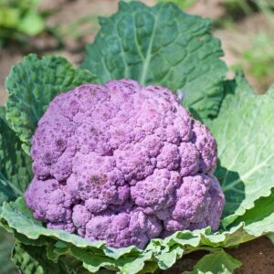 The Cauliflower 'Purple' 3" Pot thrives among its lush green leaves, radiating like a jewel in the garden setting.