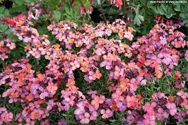 Cheiranthus 'Constant Cheer' Wallflower 4" Pot