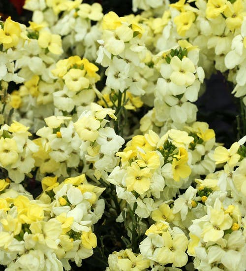 Cheiranthus 'Primrose Beauty' Wallflower 8" Pot