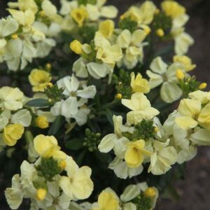 The Cheiranthus 'Primrose Beauty' Wallflower in a 4" pot features a vibrant display of yellow and pale yellow blooms nestled among lush green leaves and emerging buds.