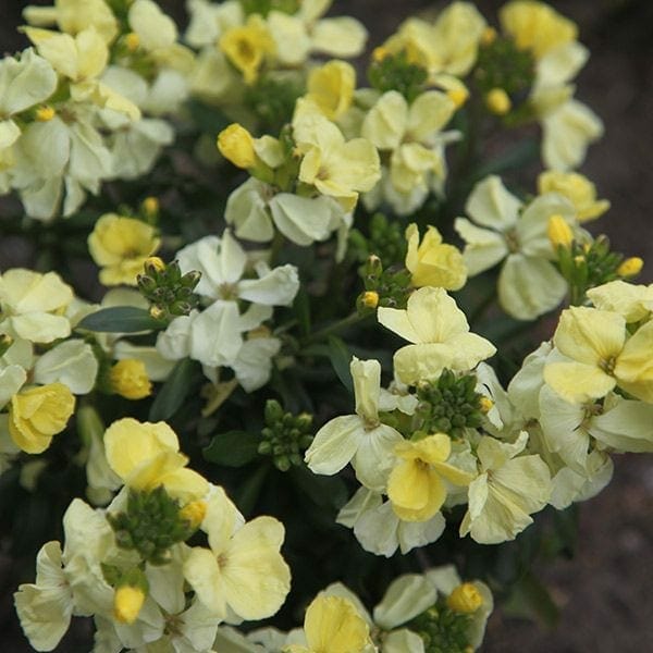 The Cheiranthus 'Primrose Beauty' Wallflower in a 4" pot features a vibrant display of yellow and pale yellow blooms nestled among lush green leaves and emerging buds.
