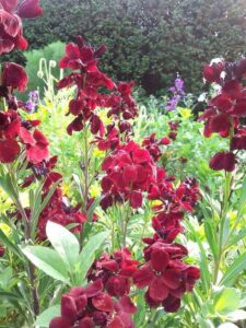 Tall red flowers with green leaves flourish in a garden, accompanied by the striking Cheiranthus 'Vulcan' Wallflower 4" Pot against lush greenery and towering trees.
