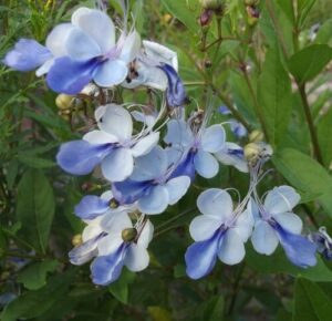 Clusters of butterfly-shaped blue and white flowers with long stamens emerge gracefully from the green leaves of the Clerodendron 'Blue Butterfly Bush,' thriving perfectly in a 6" pot.