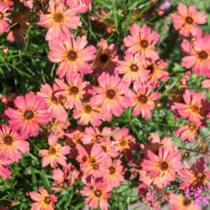 Close-up view of pink and orange Coreopsis 'Rum Punch' flowers with dark centers, surrounded by lush green foliage in sunlight, thriving in a 6" pot.