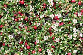 Cotoneaster 'Bearberry Cotoneaster'