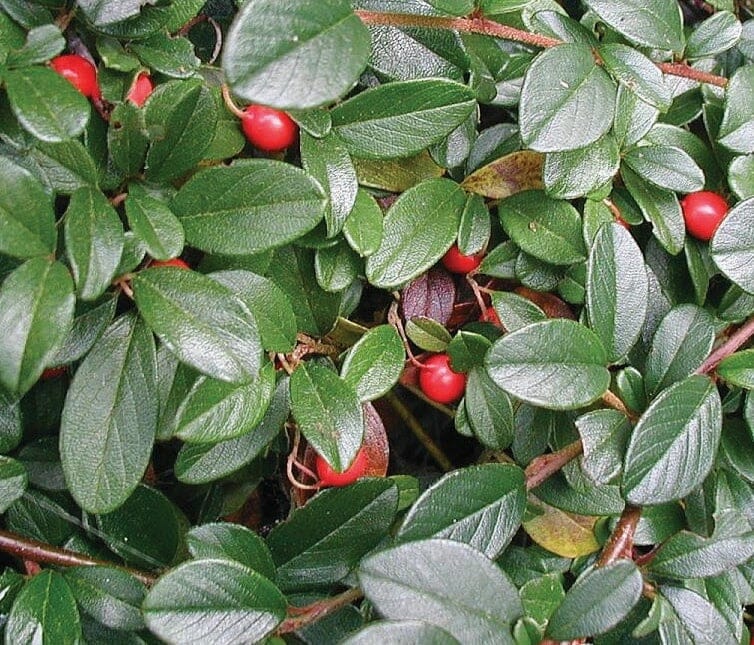 Cotoneaster 'Bearberry Cotoneaster'