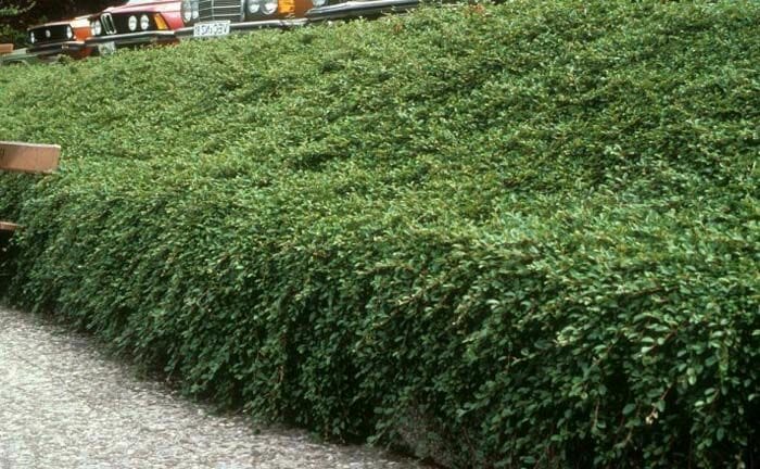 Cotoneaster 'Bearberry Cotoneaster'