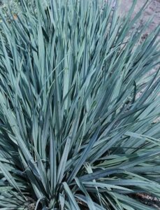 A dense cluster of tall, slender Dianella 'Blue Stream™' with pointed leaves in a 6" pot, evoking a green oasis.