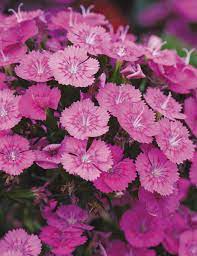 Close-up of vibrant Dianthus 'Jolt Pink' flowers with ruffled petals, nestled in green foliage. Perfect for any garden, these stunning blooms come in a 4" pot, ready to bring a burst of color to your outdoor space.