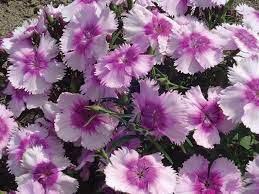 A charming cluster of pink and white Dianthus 'Lavender' flowers with jagged petals thriving together in a 4" pot.