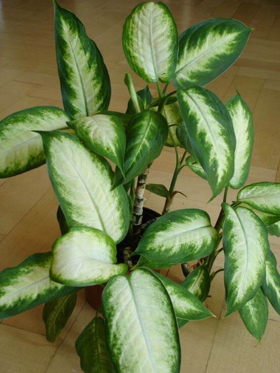 Dieffenbachia 'Camille' Dumb Cane 7" Pot