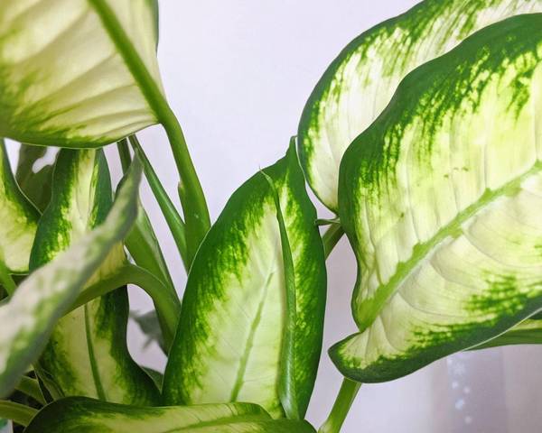 Dieffenbachia 'Camille' Dumb Cane 7" Pot