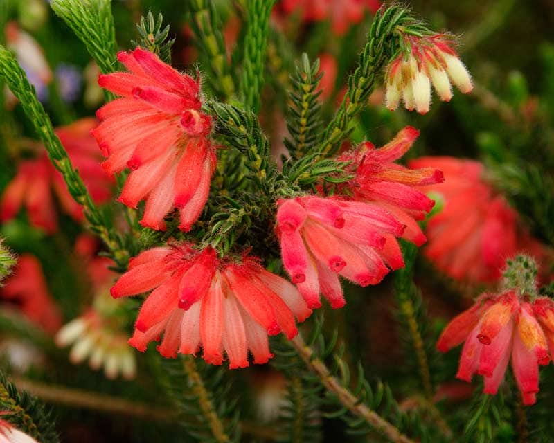 The Erica 'Red Hairy Heath' features red and white trumpet-shaped flowers among lush green foliage, ideal for garden or patio displays in a 6" pot.