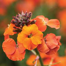 Erysimum 'Apricot Twist' Wallflower 6" Pot with blooms featuring clustered petals and dark green stems.