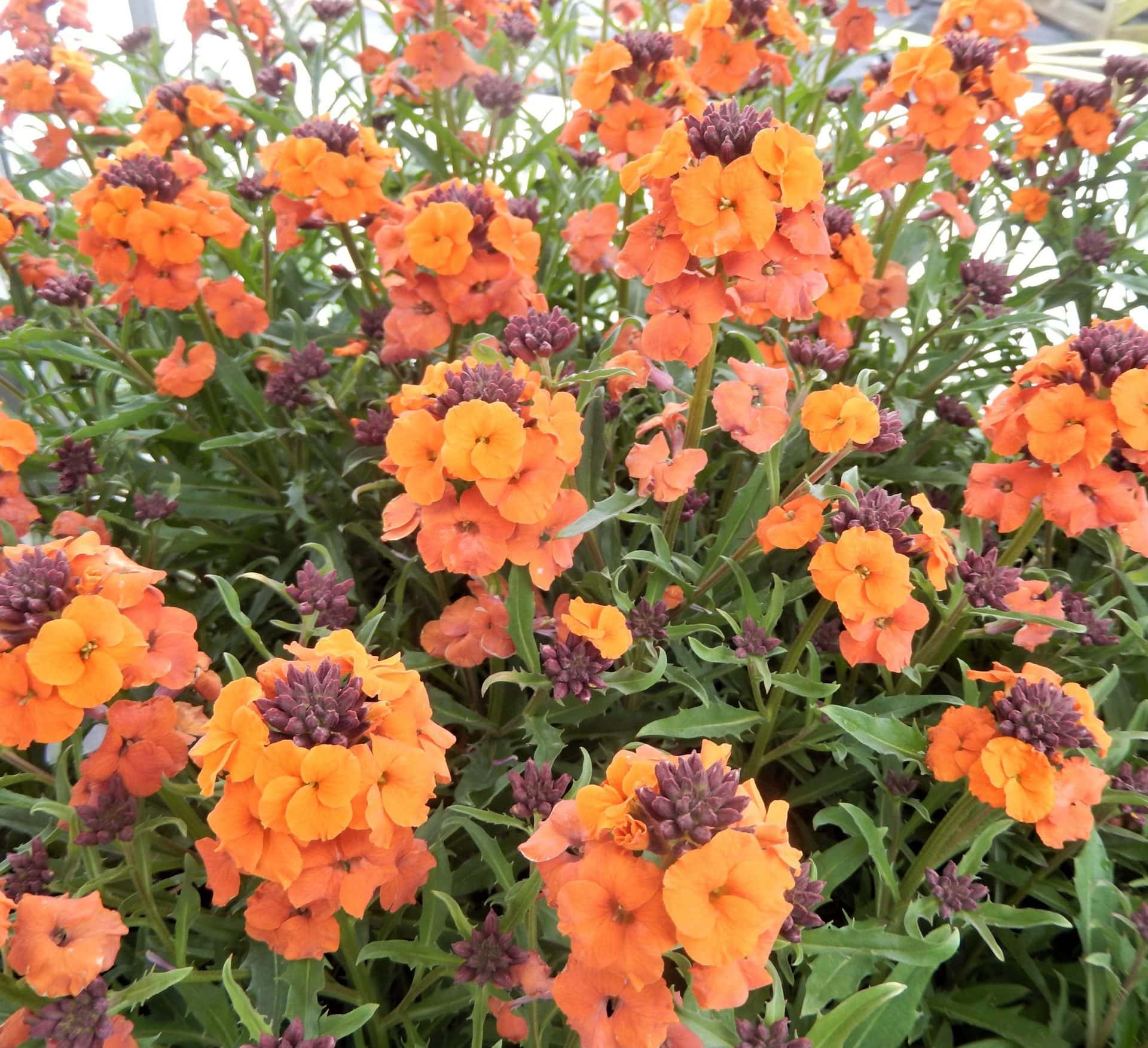 Erysimum 'Apricot Twist' Wallflower