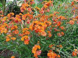 Erysimum 'Apricot Twist' Wallflower