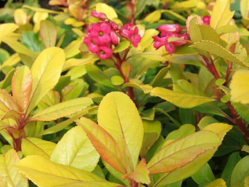 The Escallonia 'Gold Ellen' in a 6" pot showcases its vibrant pink flowers amidst lush green and yellow leaves, emphasizing its beauty.