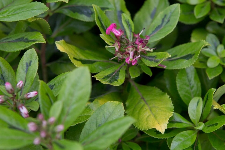 Escallonia 'Gold Ellen' 6" Pot