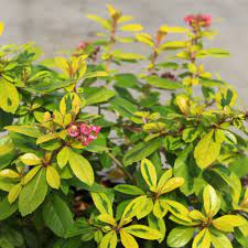 Escallonia 'Gold Ellen' 6" Pot