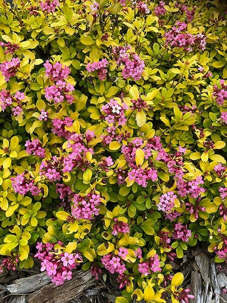 Escallonia 'Gold Ellen' 6" Pot