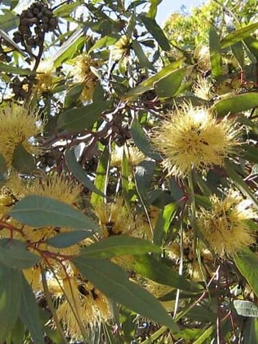 Eucalyptus 'Yellow Gum'