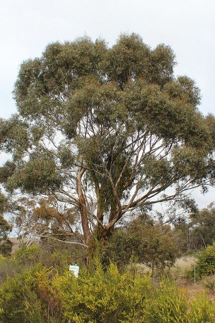 Eucalyptus 'Yellow Gum'