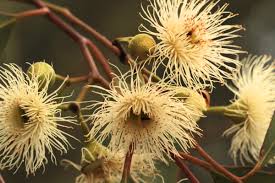 Eucalyptus 'Yellow Gum'