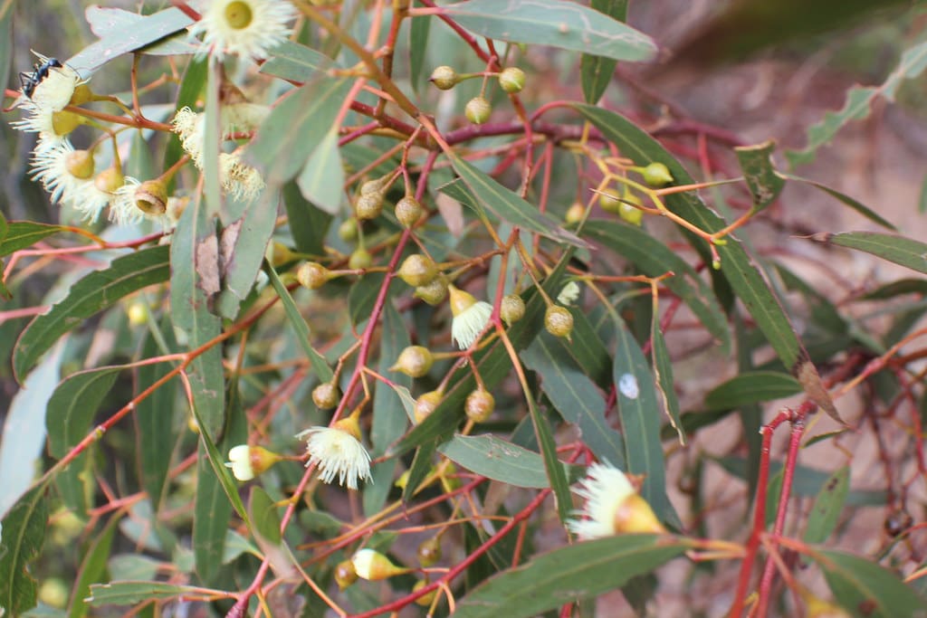 Eucalyptus 'Yellow Gum'