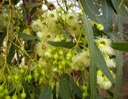 The Eucalyptus 'Yellow Gum' thrives indoors with clusters of cream-colored flowers and elongated green leaves in a 16" pot, enhancing any space.