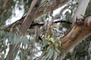 A bird perches on a Eucalyptus 'Grey Box' 16" Pot branch, feeding on its delicate flowers.