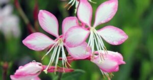 Candy Stripe Gaura