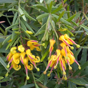 The Grevillea 'Gold Rush' 8" Pot features vibrant yellow and pink flowers with slender green leaves.