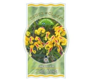 Grevillea 'Gold Rush'