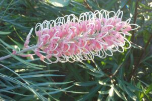 A close-up of the Grevillea 'Pink Surprise' in full bloom showcases its unique curly structure, long slender pink and white petals, surrounded by lush green foliage. It is grown in an 8" pot.
