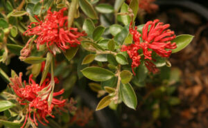Close-up of a Grevillea 'Ruby Jewel' PBR in a 6" pot, featuring vibrant clusters of ruby red flowers amidst lush green foliage.