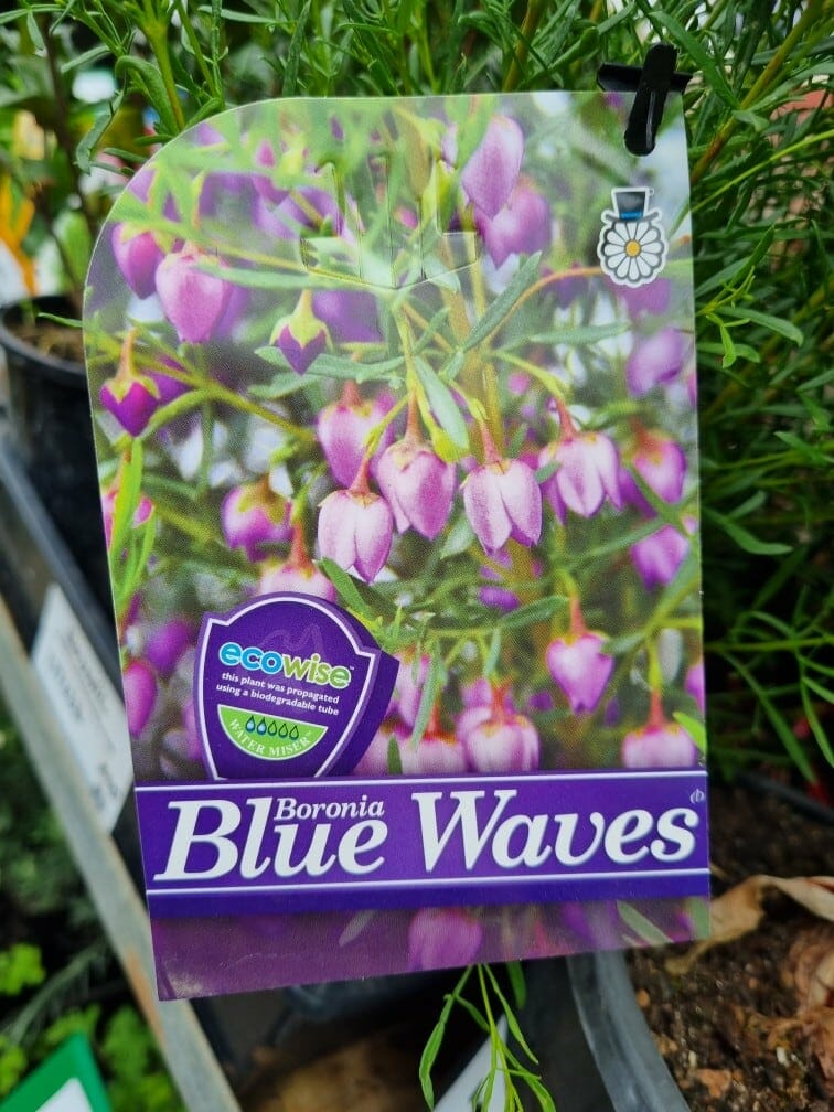 Boronia 'Blue Waves' PBR 6" Pot