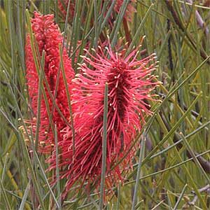 Close-up of vibrant bottlebrush-like flowers of Hakea 'Pink Pokers' in a 16" pot, framed by slender green leaves.