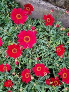 In a garden setting, the vibrant Argyranthemum 'LaRita® Scarlet' daisies with yellow centers stand out against the lush green foliage.