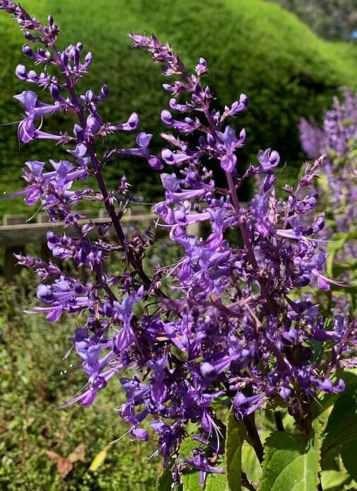 Close-up of 'Plectranthus ecklonii Spur Flower' showcasing purple blossoms on slender stems amid lush green foliage in bright sunlight, thriving in a 7" pot.