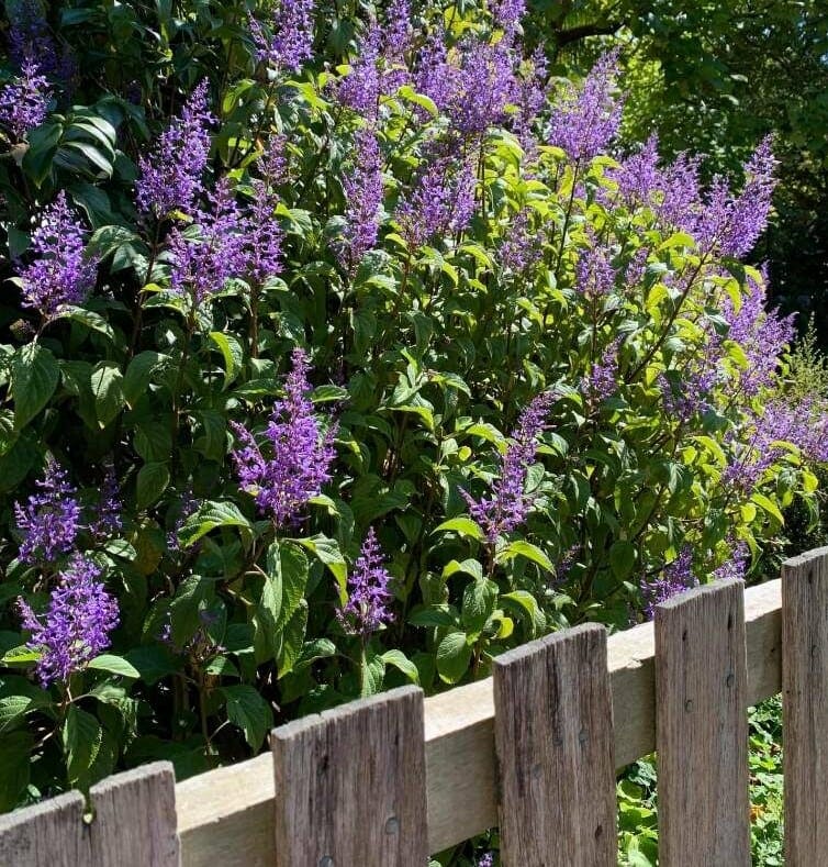 Plectranthus ecklonii 'Spur Flower' 7" Pot