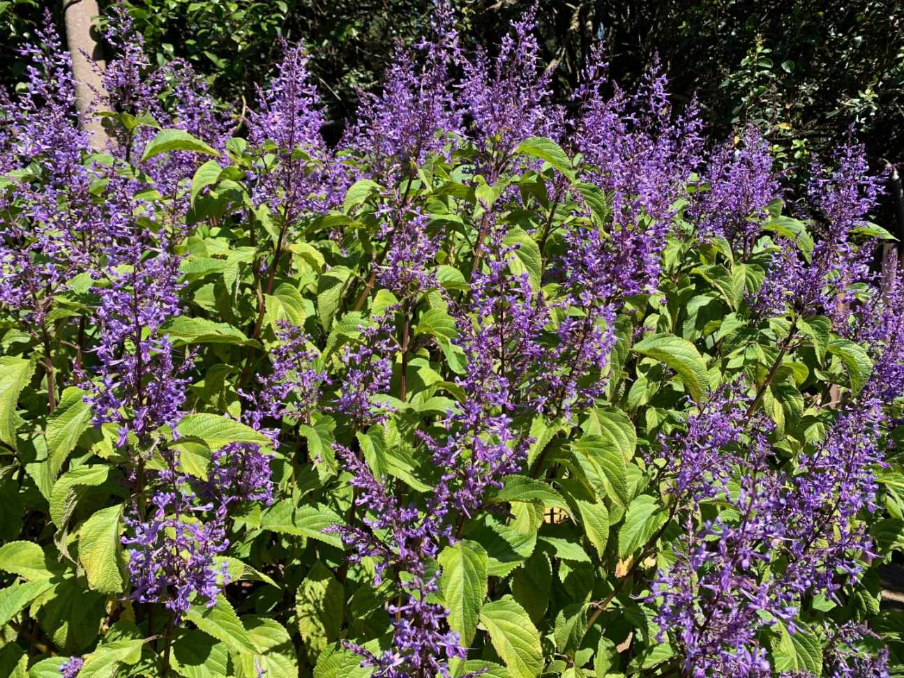 Plectranthus ecklonii 'Spur Flower' 7" Pot