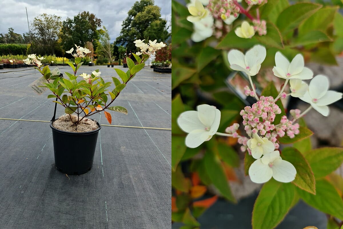 Hydrangea 'Pink Diamond' 8" Pot