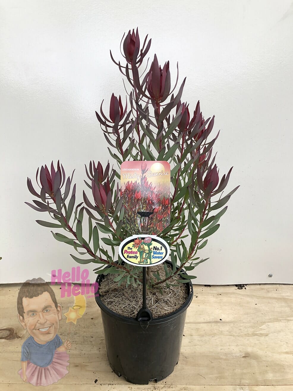 Leucadendron 'Misty Sunrise' 8" Pot
