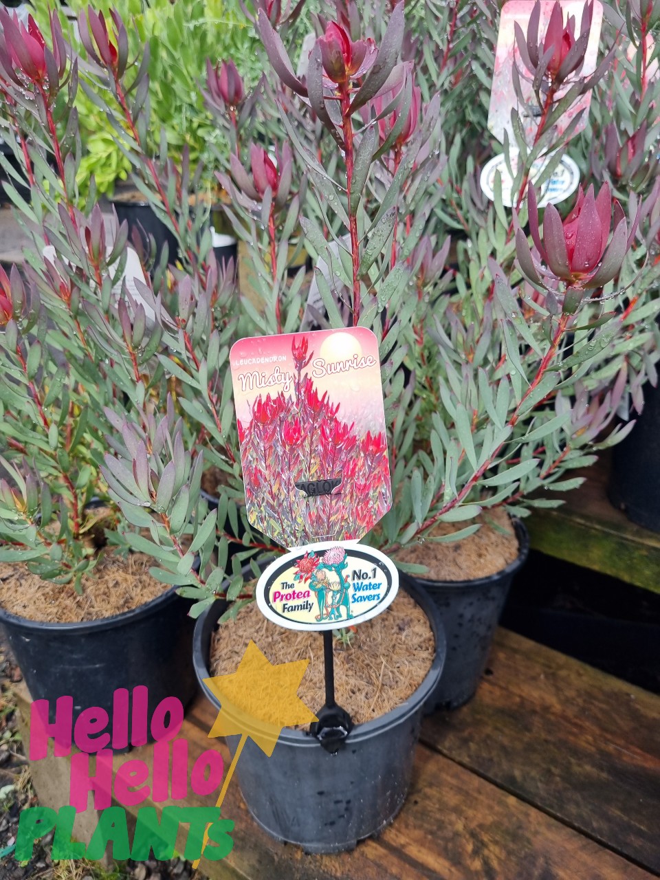 Leucadendron 'Misty Sunrise' 8" Pot