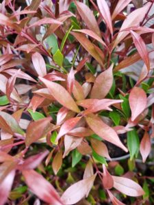 Close-up of Acmena 'Forest Flame' Lilly Pilly in an 8" pot, displaying narrow, pointed leaves in vibrant reddish-pink shades with green highlights underneath.
