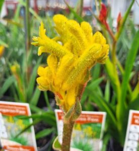 A close-up of an Anigozanthos 'Bush Bonanza™' Kangaroo Paw 6" Pot flower with fuzzy yellow petals, surrounded by green leaves and plant labels in the background.