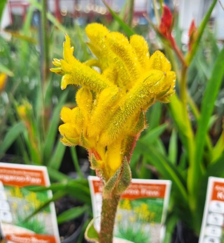 A close-up of an Anigozanthos 'Bush Bonanza™' Kangaroo Paw 6" Pot flower with fuzzy yellow petals, surrounded by green leaves and plant labels in the background.