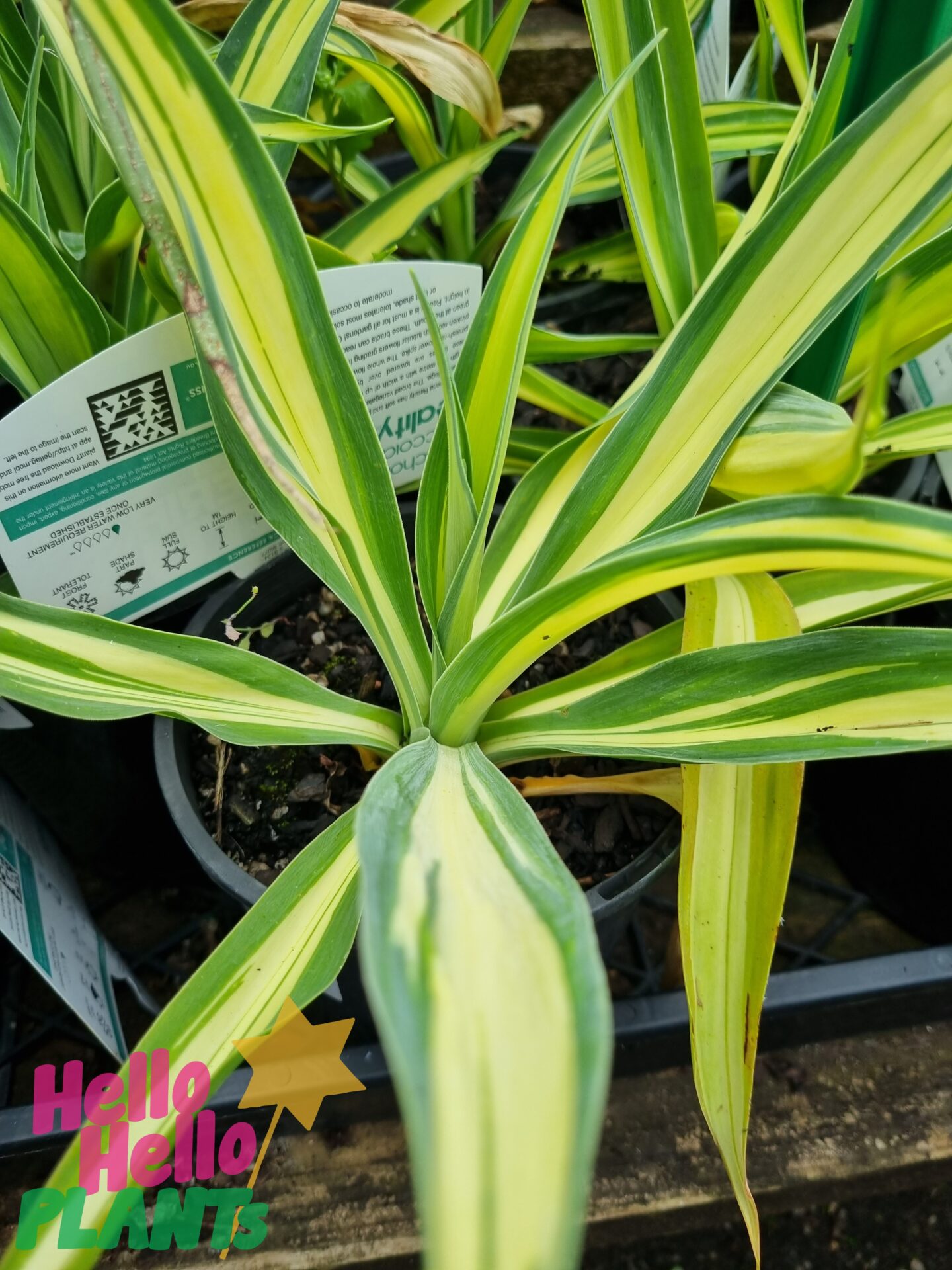 Beschorneria 'Reality' PBR Mexican Lily 8" Pot