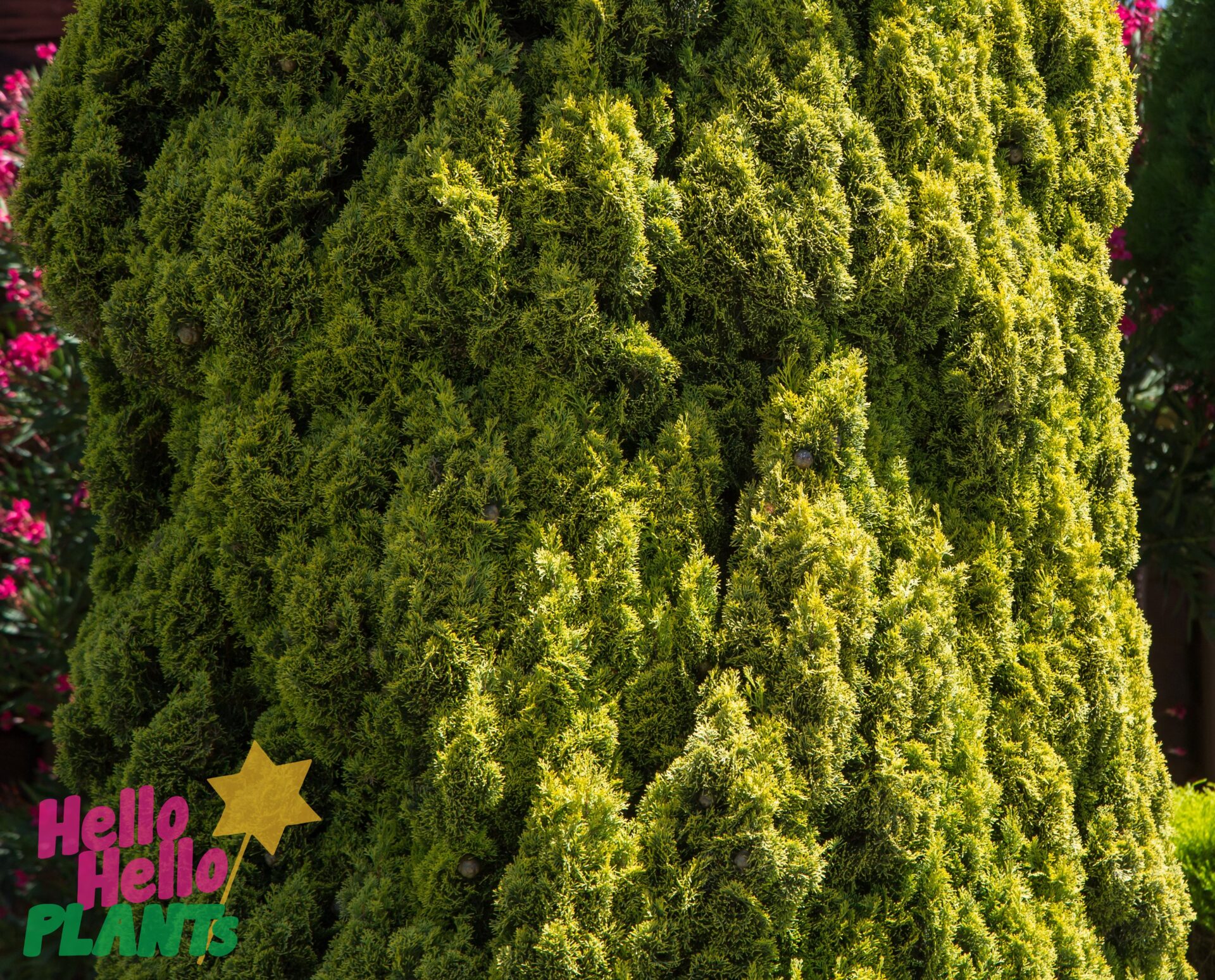 Cupressus 'Swanes Gold' Conifer 8" Pot